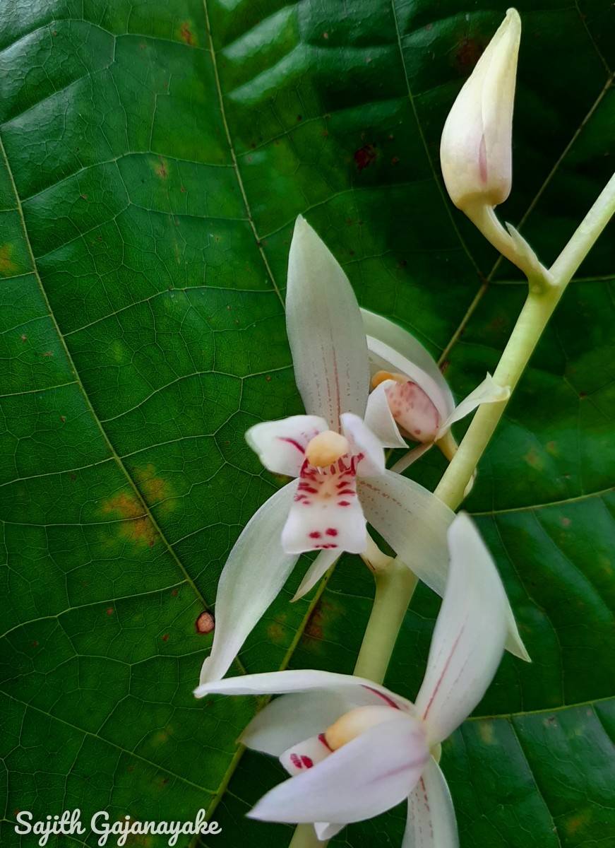 Cymbidium haematodes Lindl.